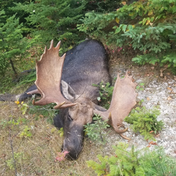 Guided Moose Hunting Trip In Maine